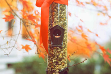 Fall Tip: Wash and Refill Bird Feeders